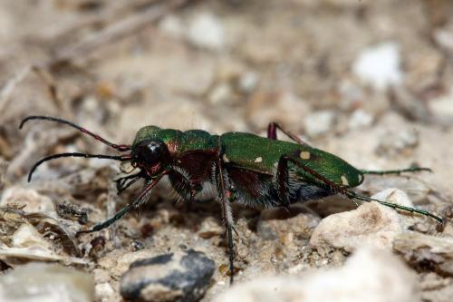 Réf. 305 766 : Cicindela campestris